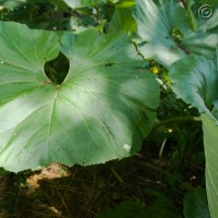Giant Butterbur